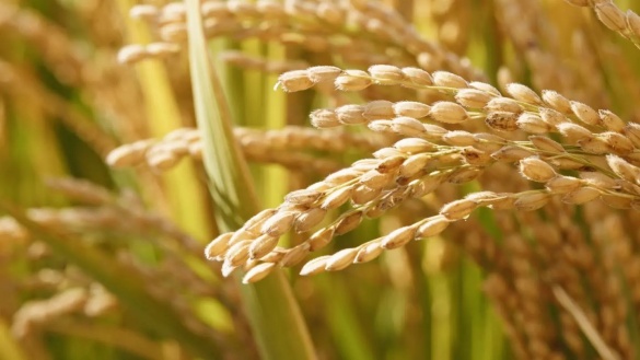 金黄色的水稻稻穗大丰收视频素材