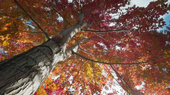 秋天秋彩林森林紅葉立冬秋景大山云海山林秋視頻素材