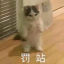 恐龙没尾巴