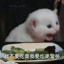 不吃菜我要麦当劳