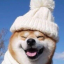 汪哈哈