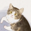 方方不圆