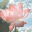泡芙奈奈子