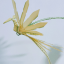 Oubu