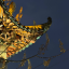 ParadoxS