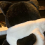 一颗兴