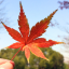 逸卓计划