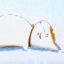 lightsleep