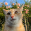 花果猫与园艺