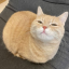 枫屿NvN
