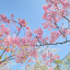 狐莓莓