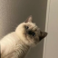 章鱼小万
