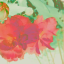 Aloysia阿洛