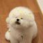 匙叶草