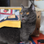 top斑斑猫